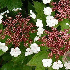 Viburnum sargentii 'Onondaga' 100-120 cm 30L