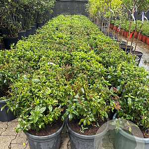 Viburnum tinus 30-40 cm 25L