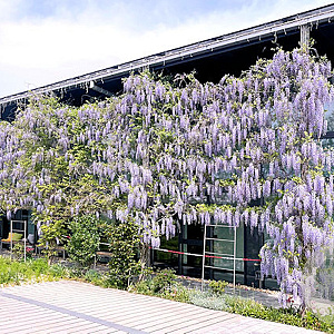 Wisteria flor. 'Lawrence' 325-350 cm cont. 90L Gestokt solitair