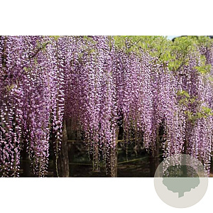 Wisteria floribunda 'Rosea' 450-500 cm cont. 90L