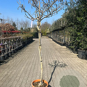 Wisteria sinensis 180 cm stam 35L