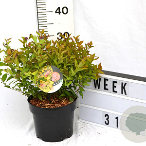 Spiraea jap. 'Firelight' 40-60 cm 3,0L
