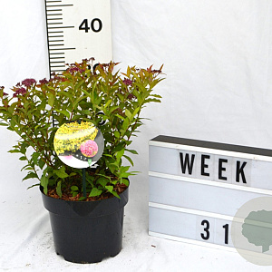 Spiraea jap. 'Goldflame' 40-60 cm 3,0L