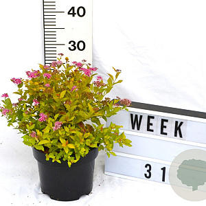 Spiraea jap. 'Golden Princess' 40-60 cm 3,0L