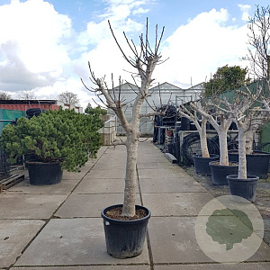 Ficus carica 100 cm stam container 35-40 cilinder