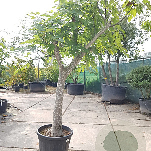 Ficus carica 100 cm stam container 35-40 cilinder