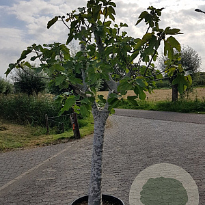 Ficus carica 100 cm stam container 35-40 cilinder