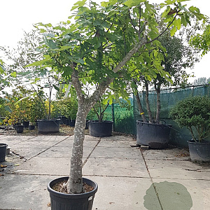 Ficus carica 100 cm stam container 35-40 cilinder