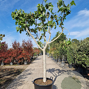 Ficus carica 90 cm stam container 20-25