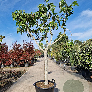Ficus carica 90 cm stam container 20-25