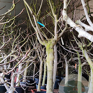 Ficus carica 90 cm stam container 20-25