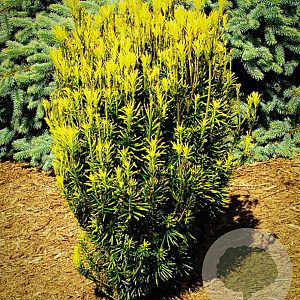 Cephalotaxus h. 'Korean Gold' 80-100 cm met kluit
