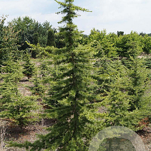 Cedrus libani 250-300 cm draadkluit solitair