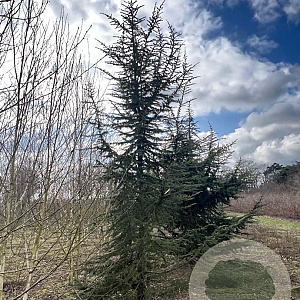 Cedrus libani 300-350 cm draadkluit solitair