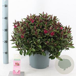 Hebe Donna Eva 30-40 cm 5,0L