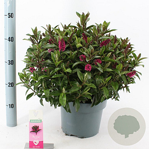 Hebe Hebedonna Nikka 30-40 cm 5,0L
