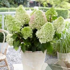 Hydrangea pan. Little Fresco 30-40 cm 3,0L