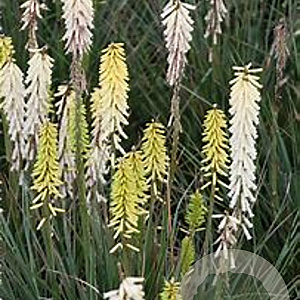 Kniphofia 'Little Maid' GM 2,0L