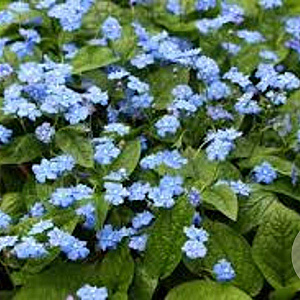 Omphalodes verna GM P9