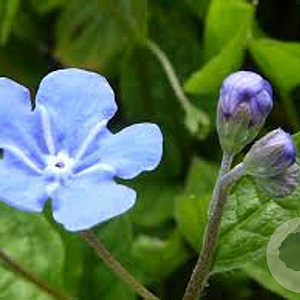 Omphalodes verna GM P9