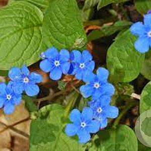 Omphalodes verna GM P9