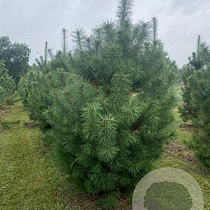 Pinus sylvestris 250-300 cm draadkluit solitair