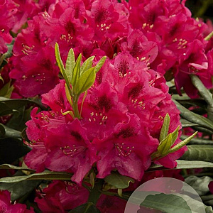 Rhododendron 'Nova Zembla' 100-120 cm met kluit struik