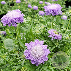 Scabiosa col. 'Blue Note' GM P9