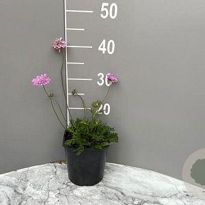 Scabiosa col. 'Pink Mist' GM 2,0L