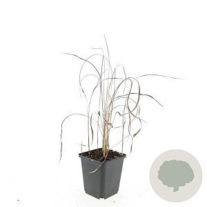 Imperata cylindrica 'Red Baron' GM P9