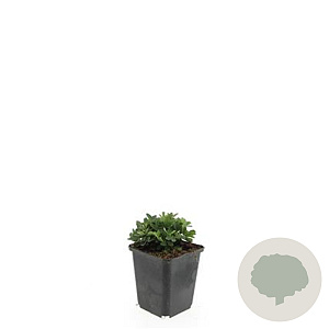 Potentilla tridentata 'Nuuk' GM P9