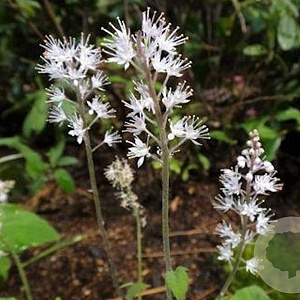 Tiarella cordifolia GM P9