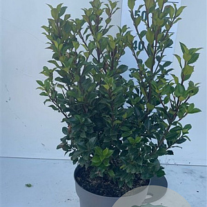 Ilex meserv. 'Heckenstar' 50-60 cm 7,5L