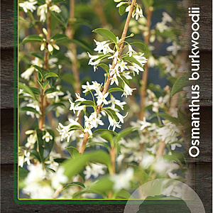 Osmanthus burkwoodii 60-80 cm 7,5L