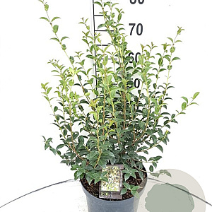 Osmanthus burkwoodii 60-80 cm 7,5L