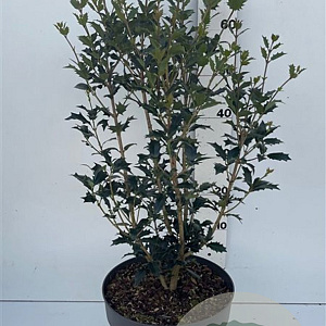 Osmanthus heterophyllus 60-80 cm 10L