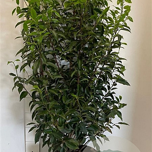 Prunus l. 'Angustifolia' 100-120 cm 10L
