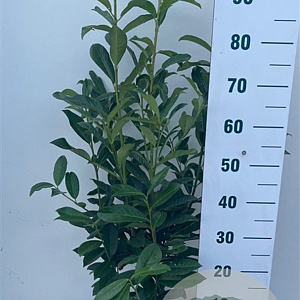 Prunus l. Elly 80-100 cm 7,5L