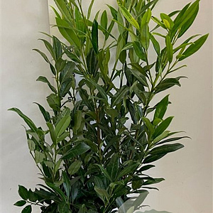 Prunus l. 'Herbergii' 80-100 cm met kluit