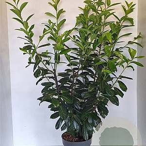 Prunus l. 'Novita' 100-125 cm 10L