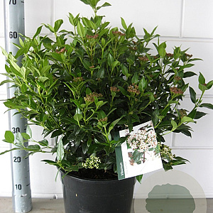 Viburnum tin. 'Eve Price' 40-50 cm 10L