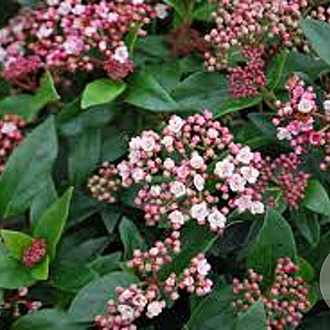 Viburnum tin. 'Eve Price' 50-60 cm 7,5L
