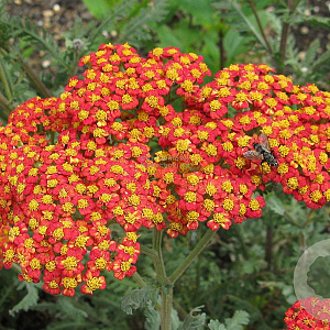Achillea 'Walther Funcke' GM P9