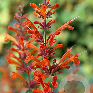 Agastache 'Firebird' GM P9 BIO