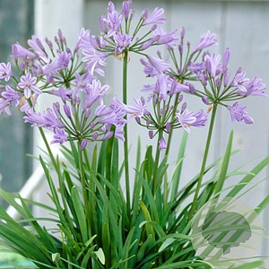 Agapanthus 'Peter Pan' GM P9