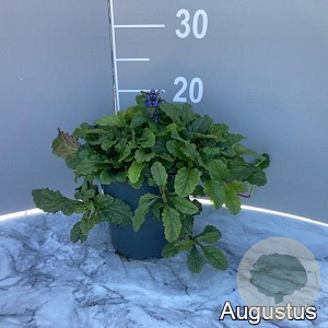 Ajuga reptans GM 2,0L