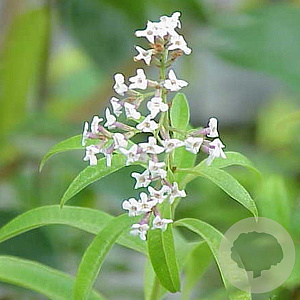 Aloysia triphylla GM P9