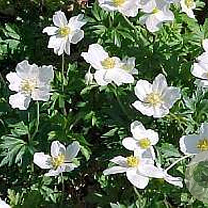 Anemone sylvestris GM P9