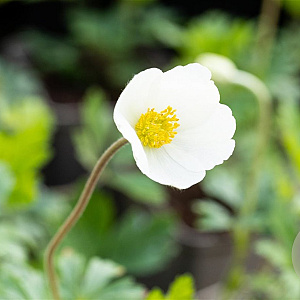 Anemone sylvestris GM P9