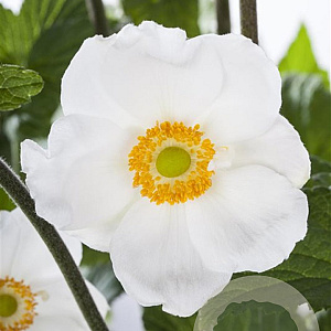 Anemone sylvestris GM P9